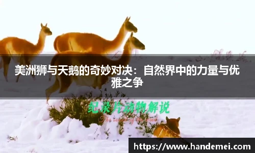 美洲狮与天鹅的奇妙对决：自然界中的力量与优雅之争
